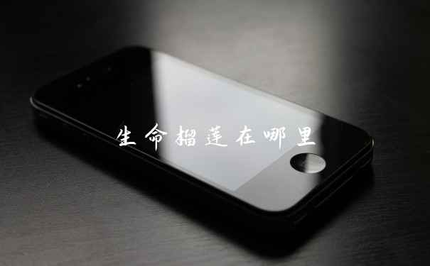 生命榴莲在哪里