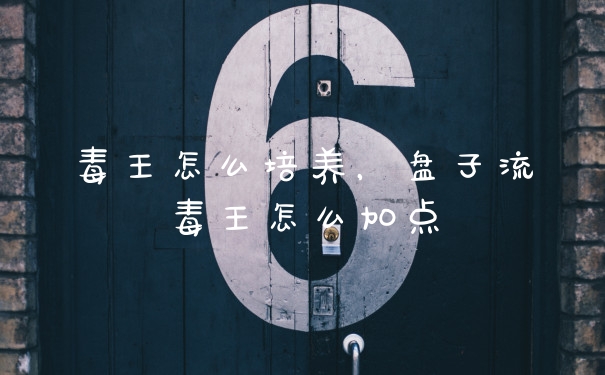 毒王怎么培养，盘子流毒王怎么加点