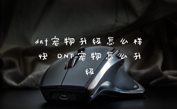 dnf宠物升级怎么样快 DNF宠物怎么升级