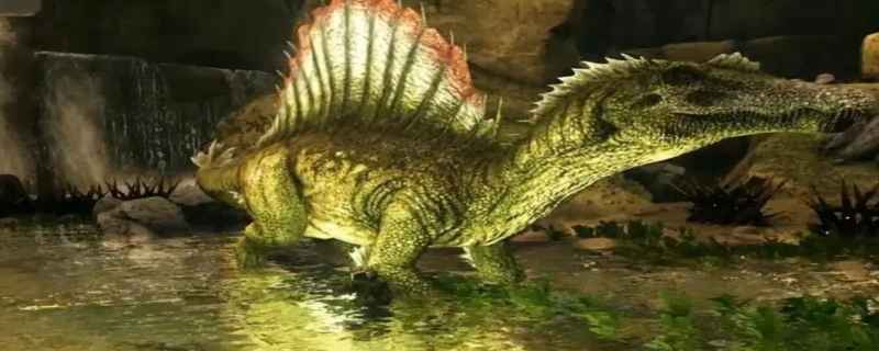 棘背龙吃什么饲料