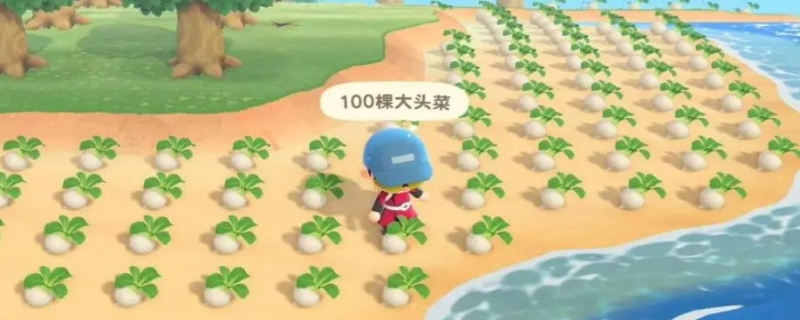 动森大头菜怎么种
