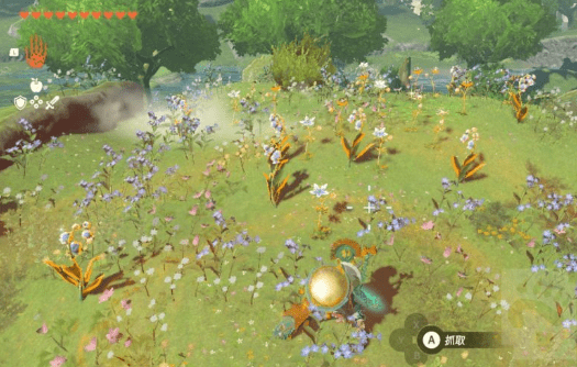 塞尔达传说王国之泪潜行草哪里多-王国之泪潜行草获得位置汇总
