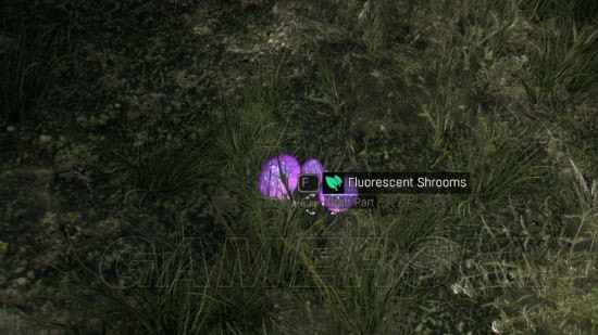 消逝的光芒荧光蘑菇白天有吗 荧光蘑菇在哪