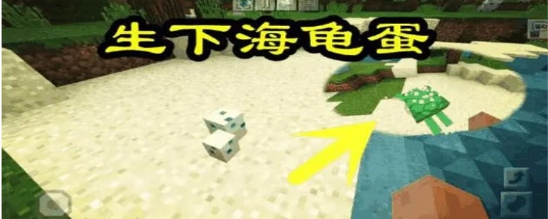我的世界海龟蛋怎么孵化